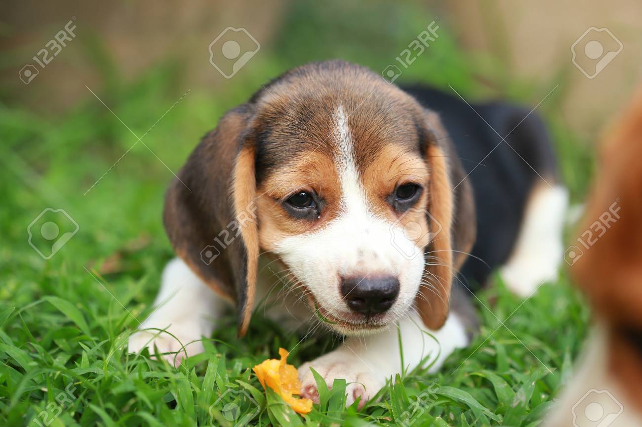 純血種のビーグル犬の子犬は 2 ヶ月間強いオスのビーグル犬の子犬 果物を食べてお楽しみください の写真素材 画像素材 Image 純血種のビーグル犬の子犬は 2 ヶ月間強いオスのビーグル犬の子犬 果物を食べてお楽しみください の写真素材 画像素材 Image
