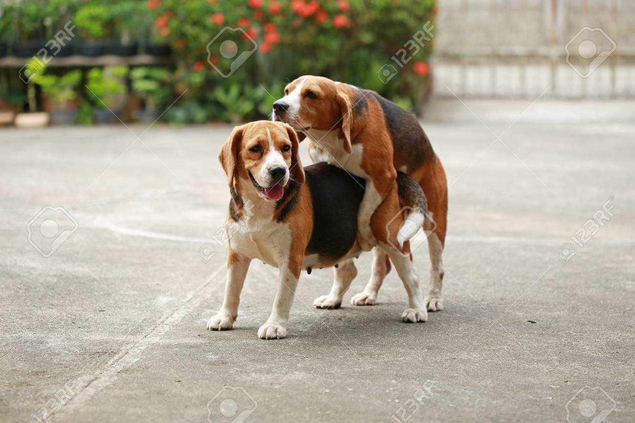 beagle dogs