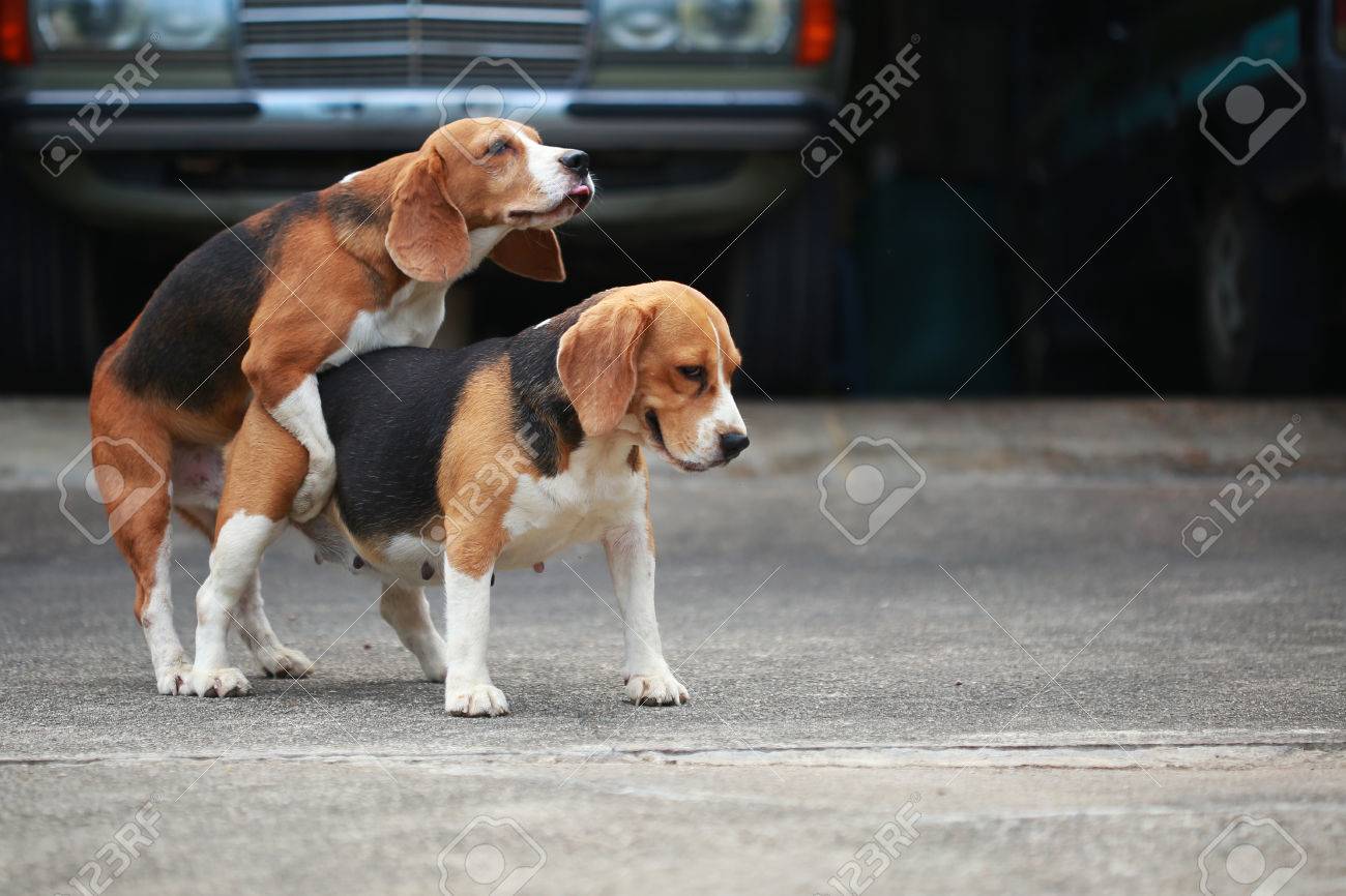 Chien De Race Pure Beagle Sont Maintenant Réceptifs à Laccouplement Lélevage De Chiens