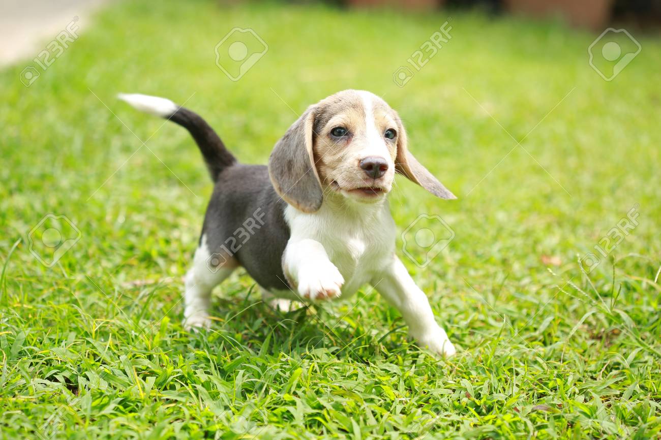 Bluetick Beagle Merle Beagle Puppies For Sale Silver Blue Merle