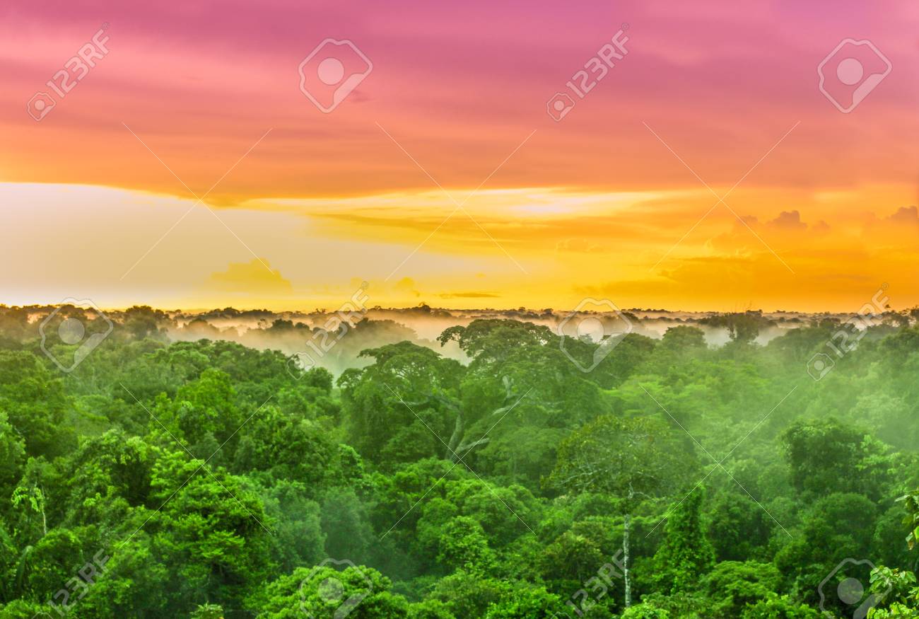 View on Purple sunset over rainforest trees in Brazil - 87484986 View on Purple sunset over rainforest trees in Brazil - 87484986