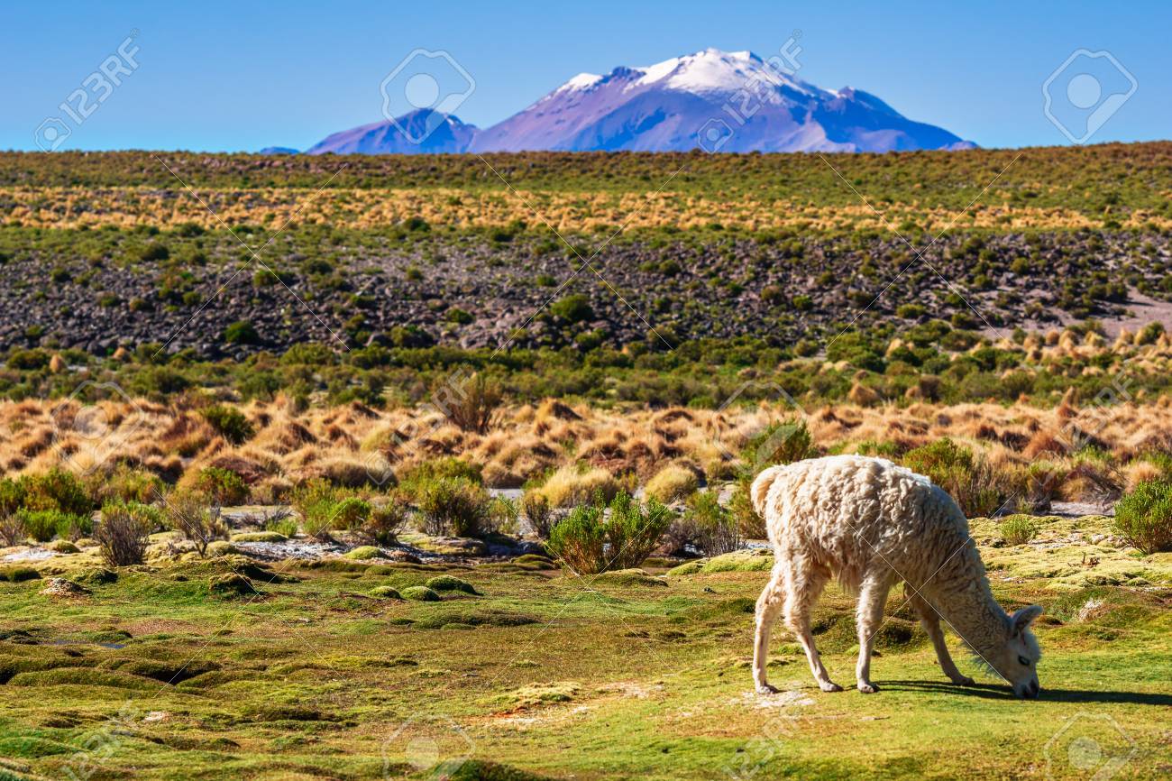 Ver En Llama En El Paisaje De Montaña Del Altiplano En Bolivia Fotos, Retratos, Imágenes Y Fotografía De Archivo Libres De Derecho. Image 88090678.