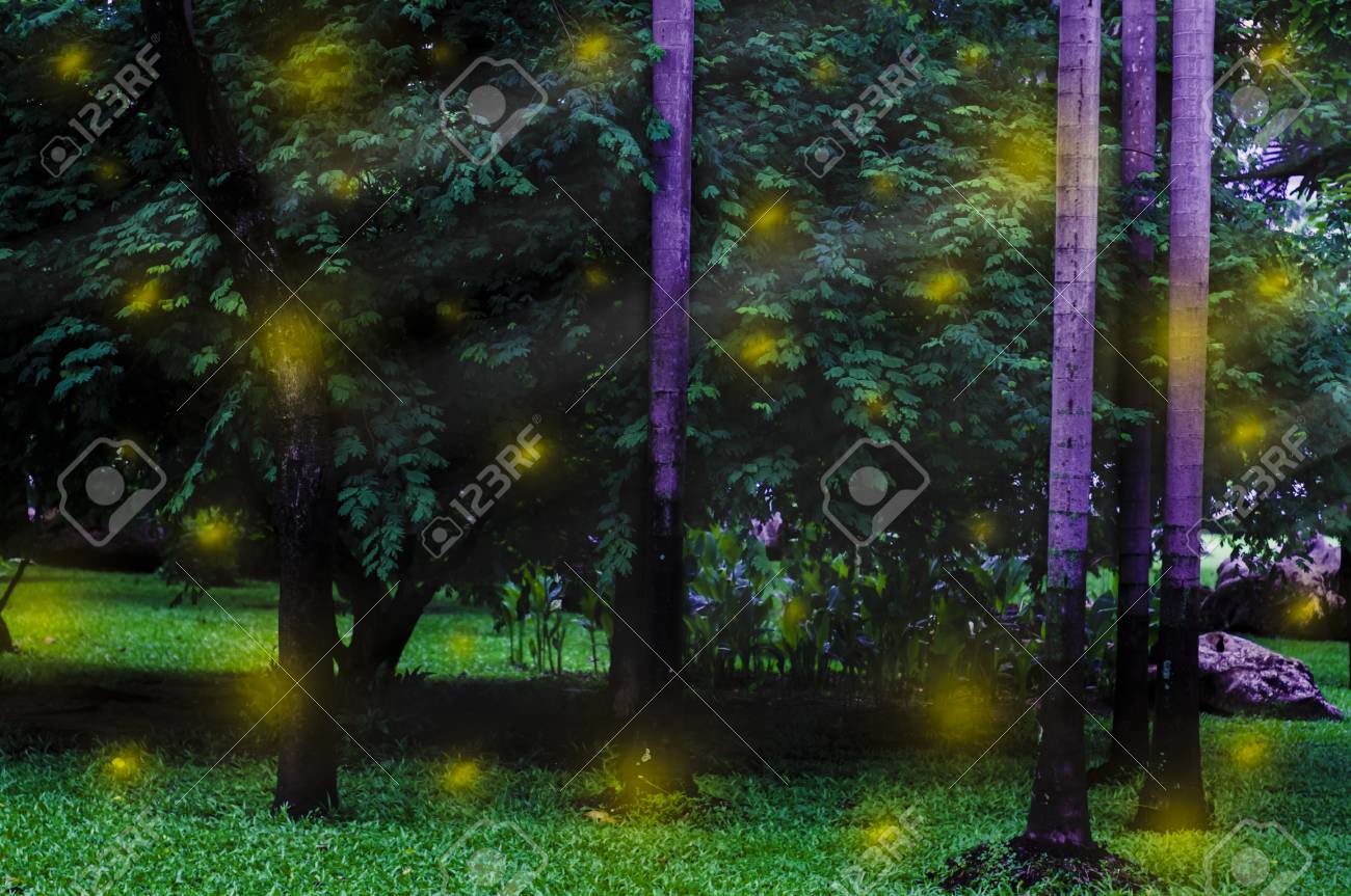 Firefly In The Forest Peaceful Atmosphere Beautiful Nature Photo Stock Photo Picture And Royalty Free Image Image