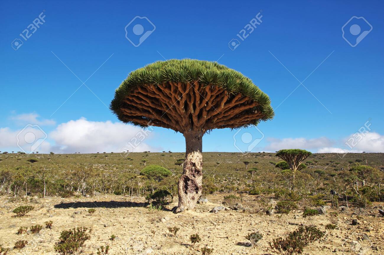 Dragon Tree Blood Tree On Homhil Plateau Socotra Island Indian Ocean Yemen Stock Photo Picture And Royalty Free Image Image