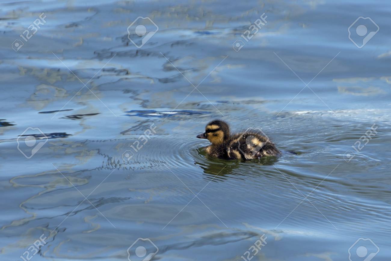 A Cute Fuzzy Yellow And Brown Mallard Duck Baby Duckling