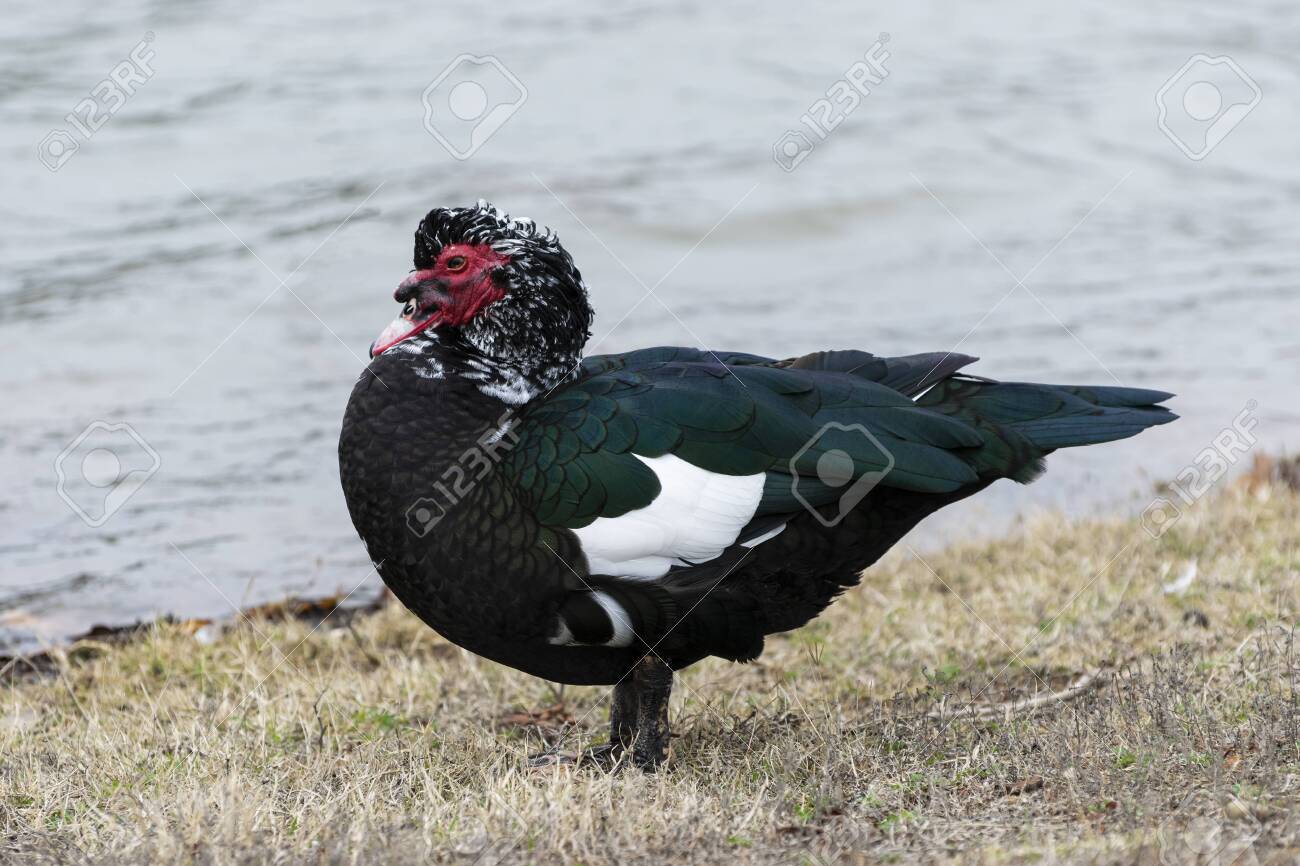 A Solitary Male Muscovy Duck Standing Alone On The Edge Of A Body Of Water In A Patch Of Dry Brown Grass On A Cold Winter Afternoon In Texas Stock Photo Picture
