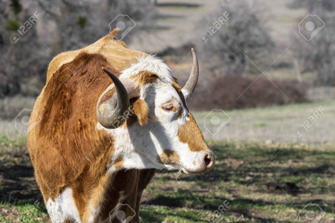 A Closeup Of A Large Brown And White Longhorn Bull Standing In A Ranch  Pasture With His Head Turned As He Looks At Something Off To The Side Out  Of View. Stock