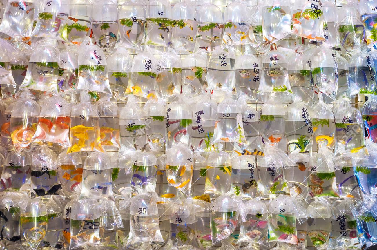 モンコック金魚市場でビニール袋にぶら下がる熱帯魚 トンチョイストリート 香港 の写真素材 画像素材 Image