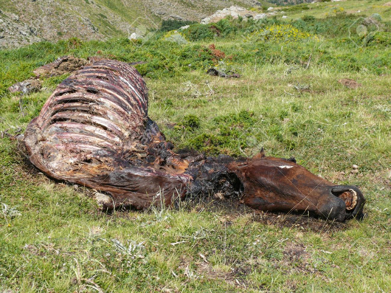 101585627-dead-horse-body-laying-on-a-me