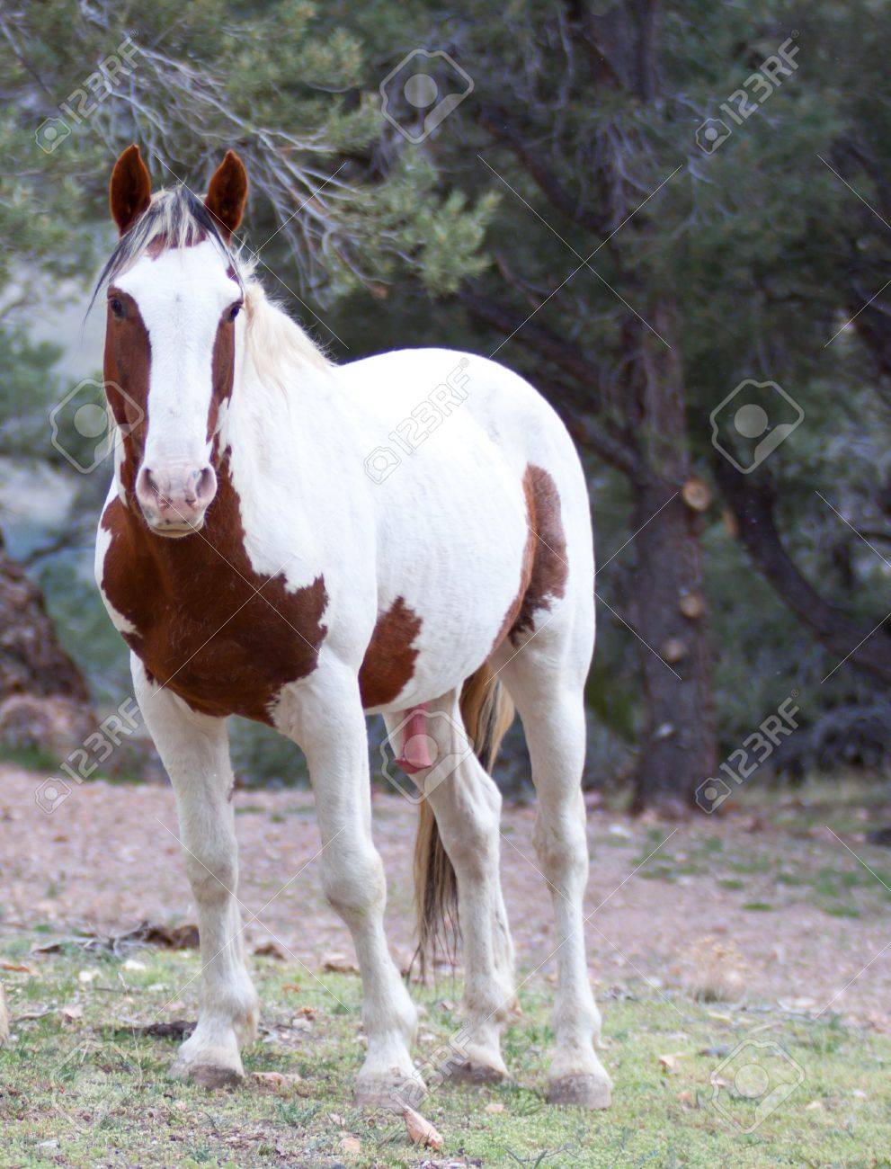 A Wild Horse In Nature The Horse Has Just Finished Mating Stock Photo Picture And Royalty Free Image Image A Wild Horse In Nature The Horse Has Just Finished Mating Stock Photo Picture And Royalty Free Image Image