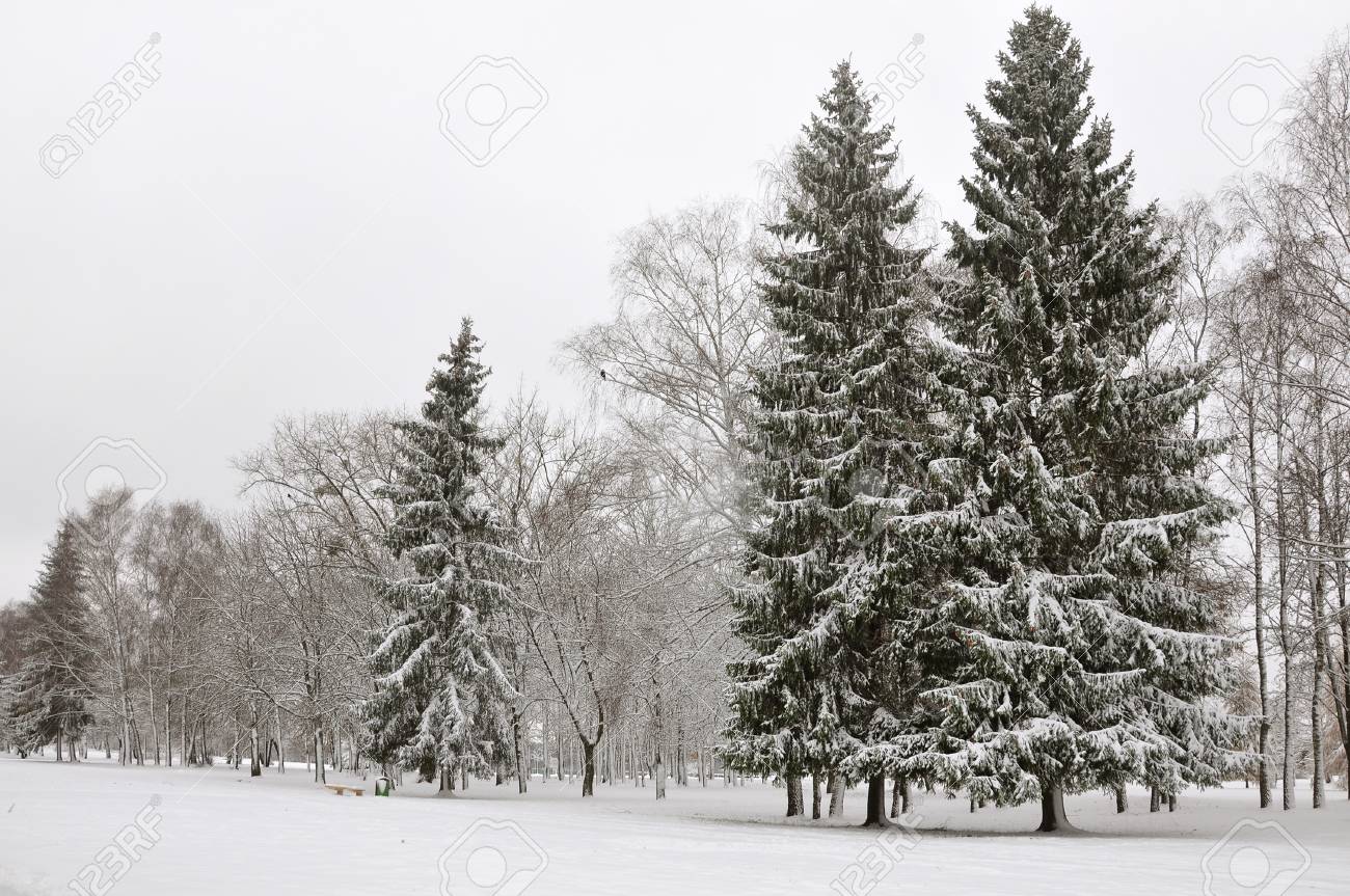 Christmas Trees And Deciduous Trees In A Park Under Snow After Stock Photo Picture And Royalty Free Image Image 6608