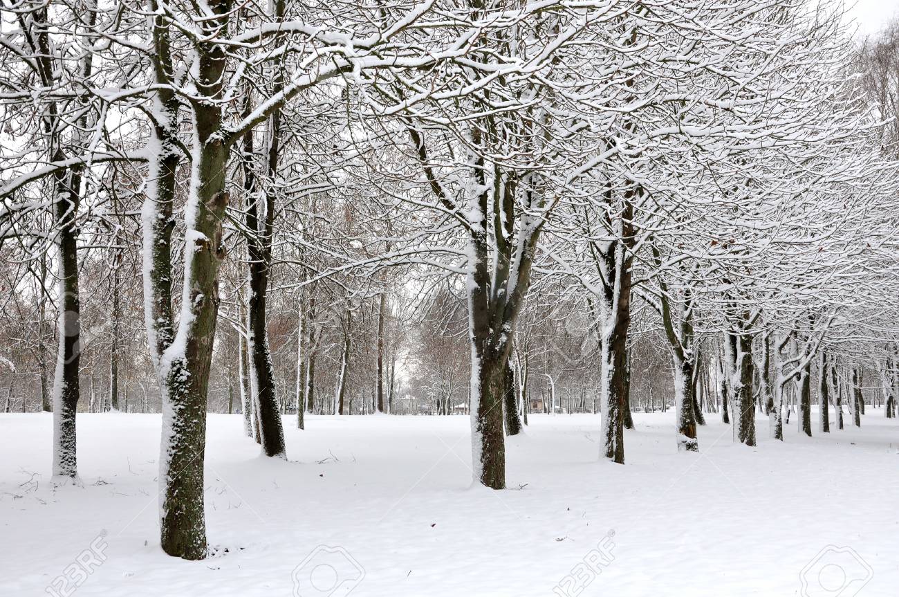The Trunks Of Deciduous Trees Covered With Snow After A Snowfall Stock Photo Picture And Royalty Free Image Image 6601