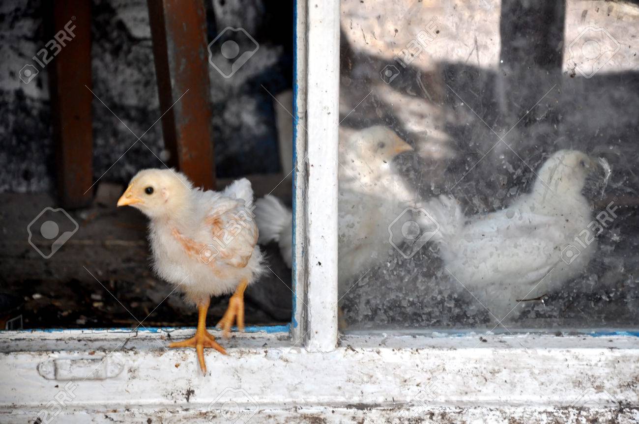 A Small White Chicken In A Hen House Close Up