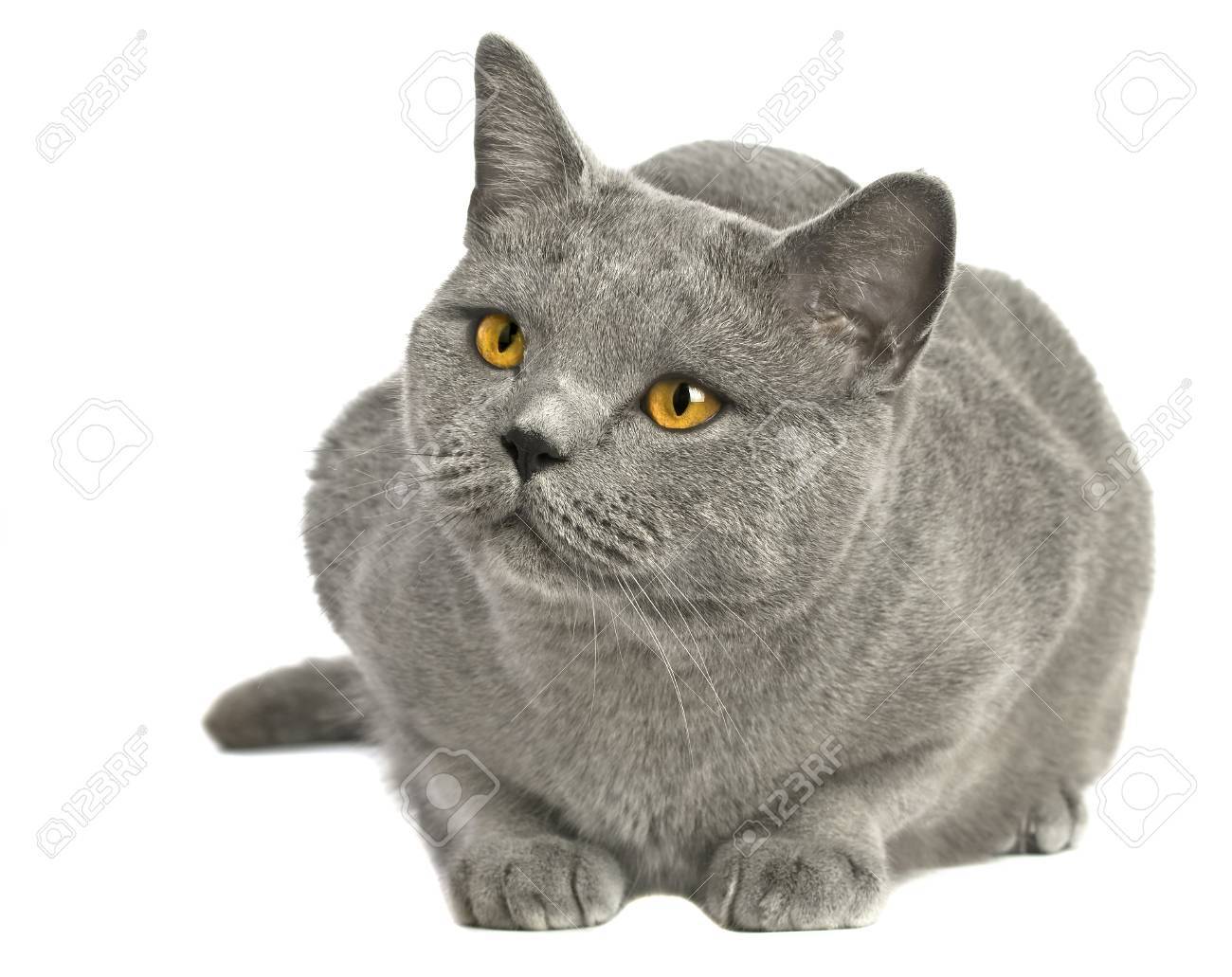 Portrait Of Adorable Blue British Shorthair Cat On A White