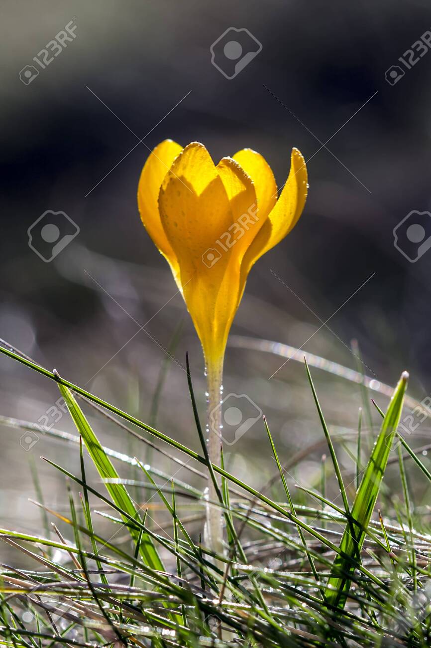 クロッカス 英語複数形 クロッカスまたはクロシ は虹彩科の開花植物の属である 草の上の美しい黄色い花 の写真素材 画像素材 Image 9584