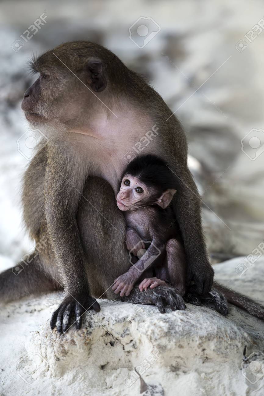 Un Bebe Singe Avec Sa Mere Monkey Beach Thailande Banque D Images Et Photos Libres De Droits Image