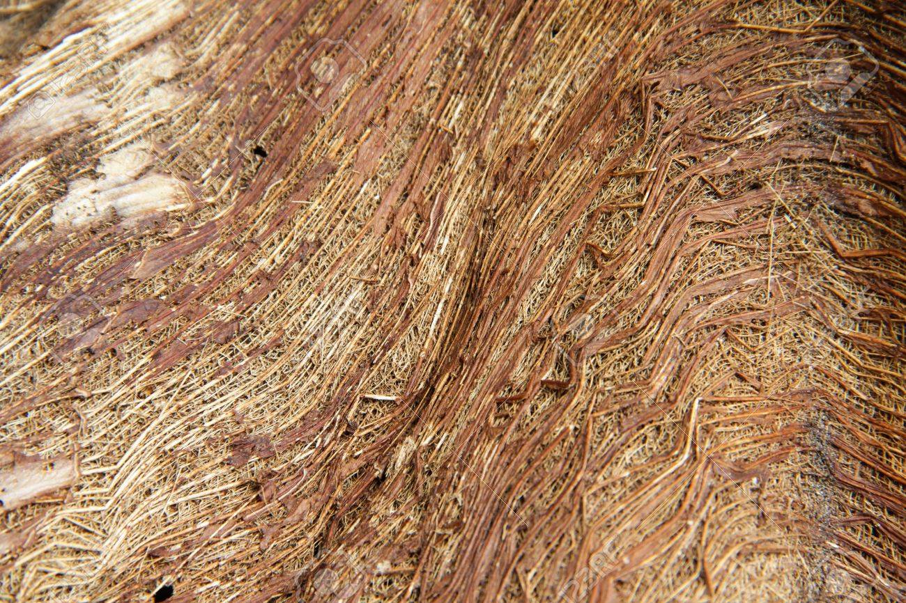 ココナツ繊維はカバー若いココナッツの木 の写真素材 画像素材 Image