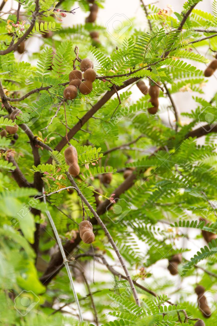 Tamarind Fruit On The Tree Stock Photo Picture And Royalty Free Image Image 8124