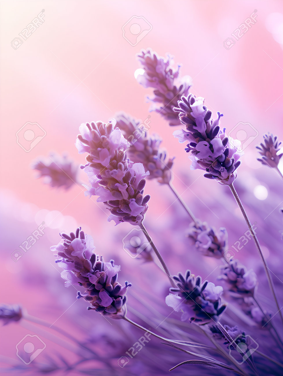 Lavender Flowers Background. Beautiful Lavender Flowers On Pink Background.  Stock Photo, Picture and Royalty Free Image. Image 209450255., image size:979x1300