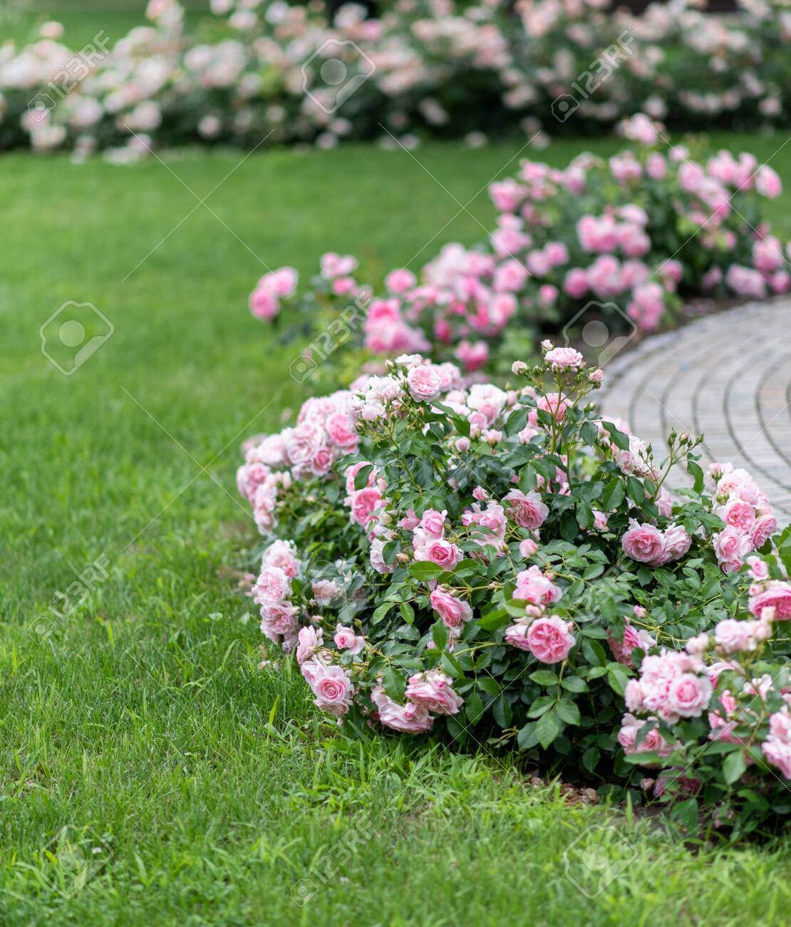 Blossoming Pink Roses In Beautiful Garden Pink Rose Bushes Stock Photo Picture And Royalty Free Image Image