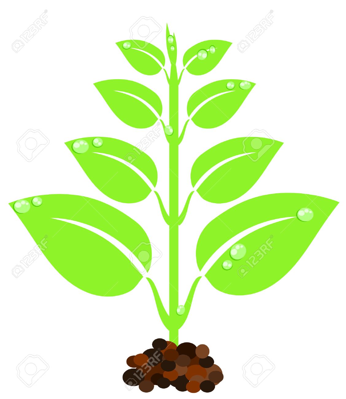 Sequence Seed Germination Growth Seeds Stock Vector (Royalty Free)  411143974 | Shutterstock, image size:1127x1300
