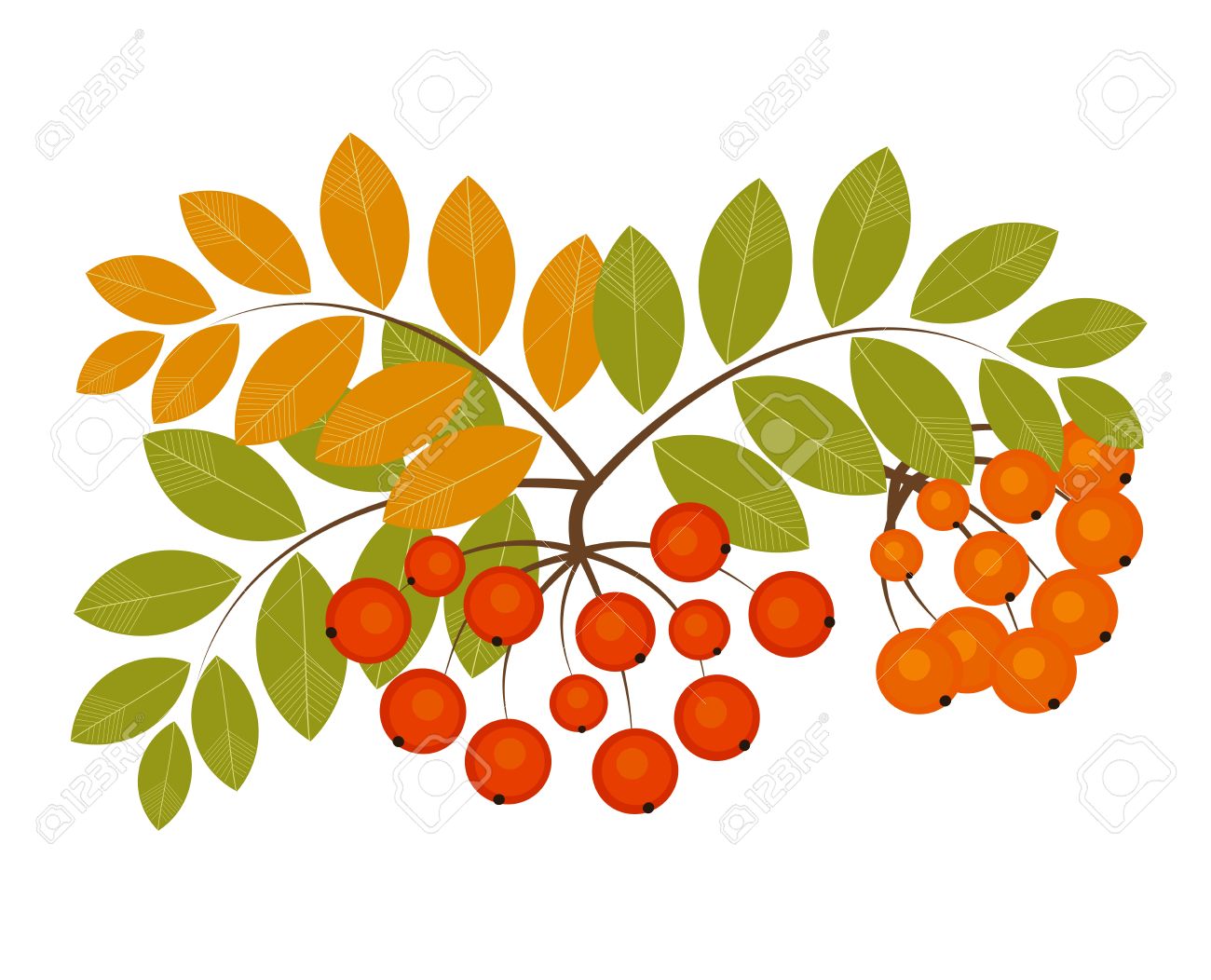 Rowan Berry Autumn Fruits Vector Illustration Royalty Free Cliparts Vectors And Stock Illustration Image Rowan Berry Autumn Fruits Vector Illustration Royalty Free Cliparts Vectors And Stock Illustration Image