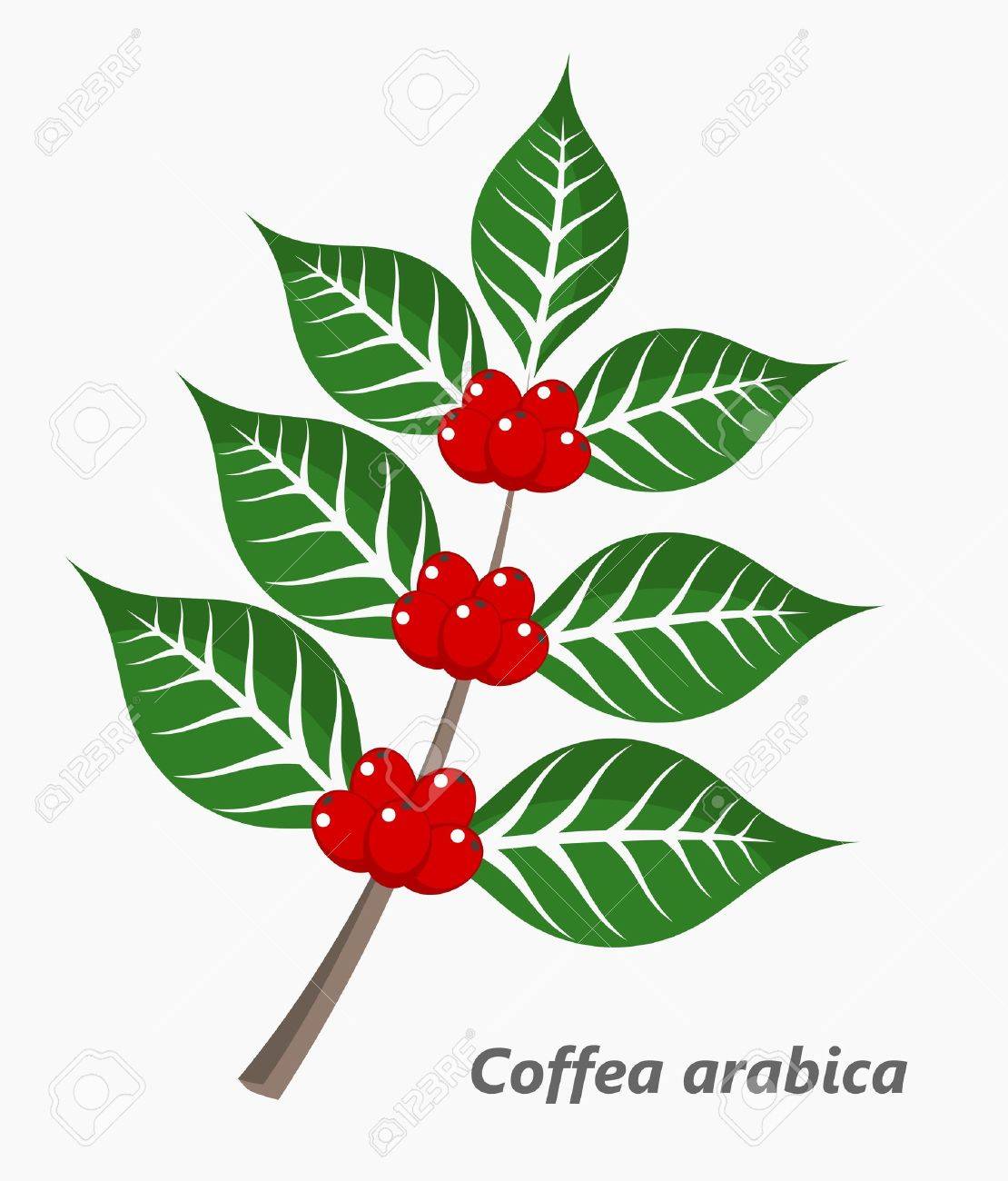 planta de café ilustración vectorial ilustraciones vectoriales