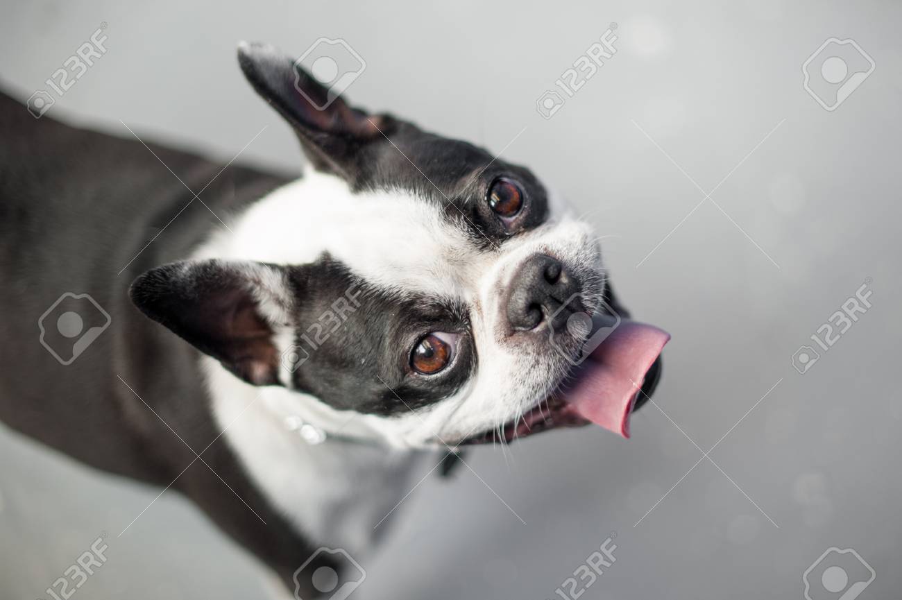 ボストン テリアは 中立的なフロアに立ってカメラを見上げてします 犬は その黒と白の顔を大喜び式 の写真素材 画像素材 Image