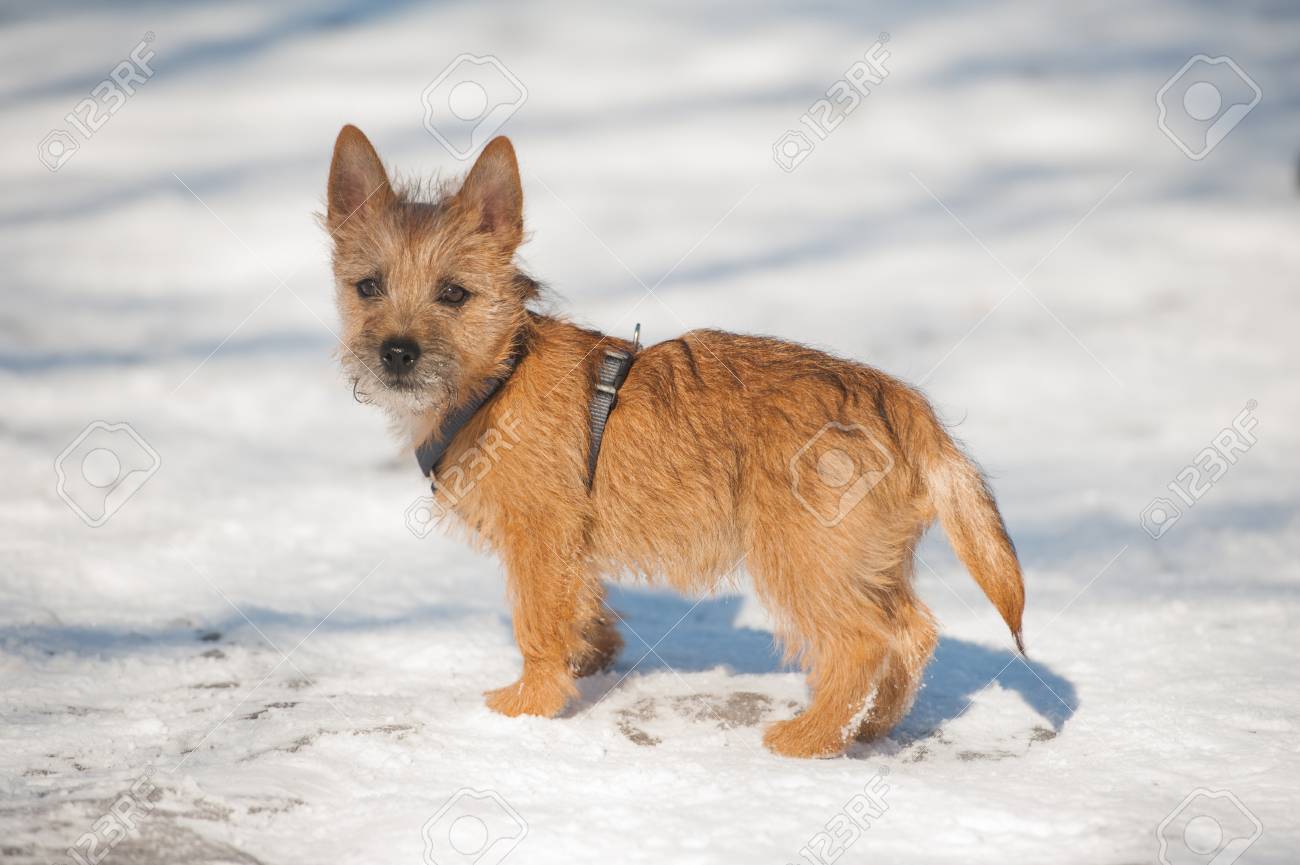 冬の寒い雪の中で外で遊んでケアーン テリアのかわいい子犬 若い犬