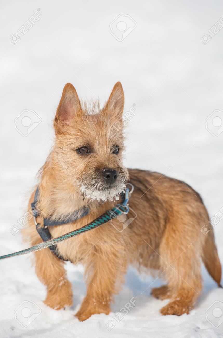 冬の寒い雪の中で外で遊んでケアーン テリアのかわいい子犬 若い犬
