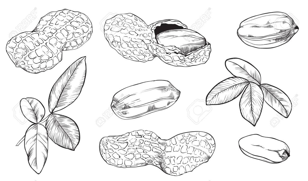 白い背景のピーナッツ ラッカセイの種子 葉とピーナッツのナッツの刻まれたベクトル イラスト 孤立したピーナッツ ベクトルの図 のイラスト素材 ベクタ Image