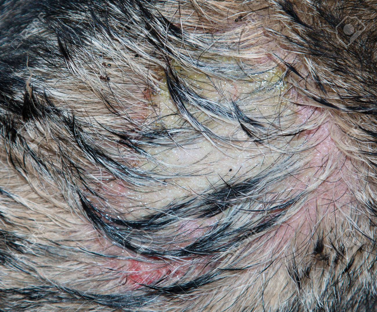 Wound On A Dog With Pus Stock Photo Picture And Royalty Free Image Image 33339850