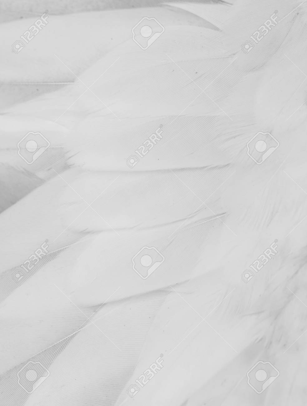 背景として黒と白の羽 の写真素材 画像素材 Image 背景として黒と白の羽 の写真素材 画像素材 Image