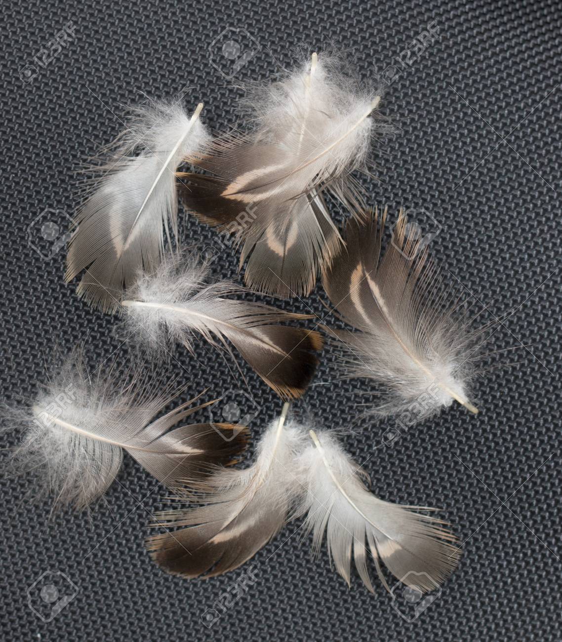 黒の背景に茶色の羽 の写真素材 画像素材 Image 34617749