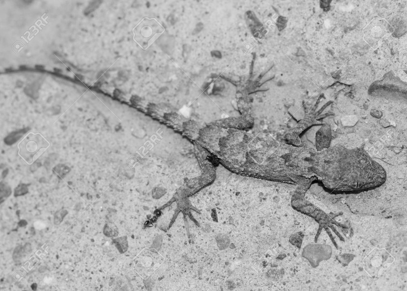 Pequeno Lagarto En La Pared Fotos Retratos Imagenes Y Fotografia