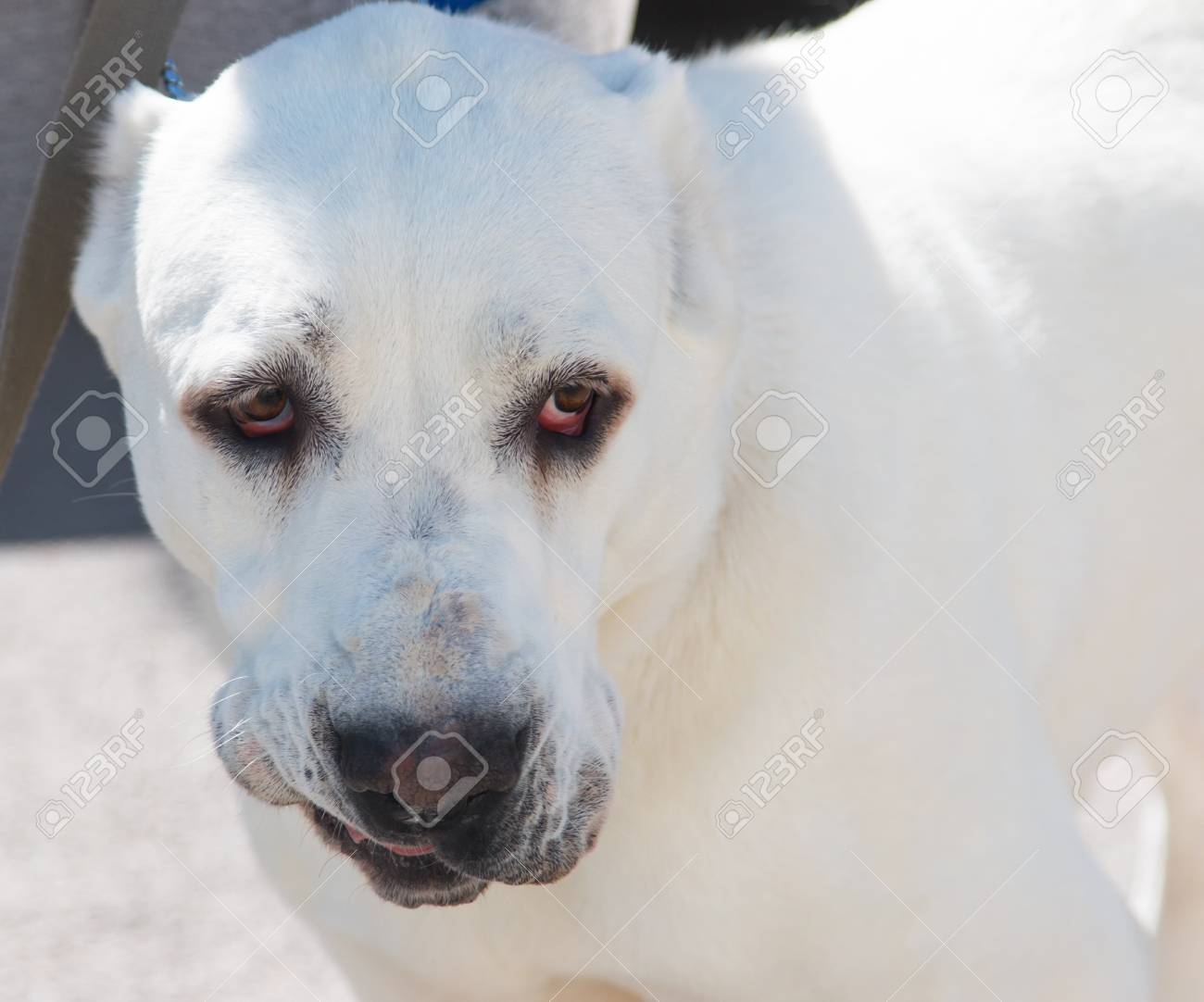 白い大きな犬 の写真素材 画像素材 Image