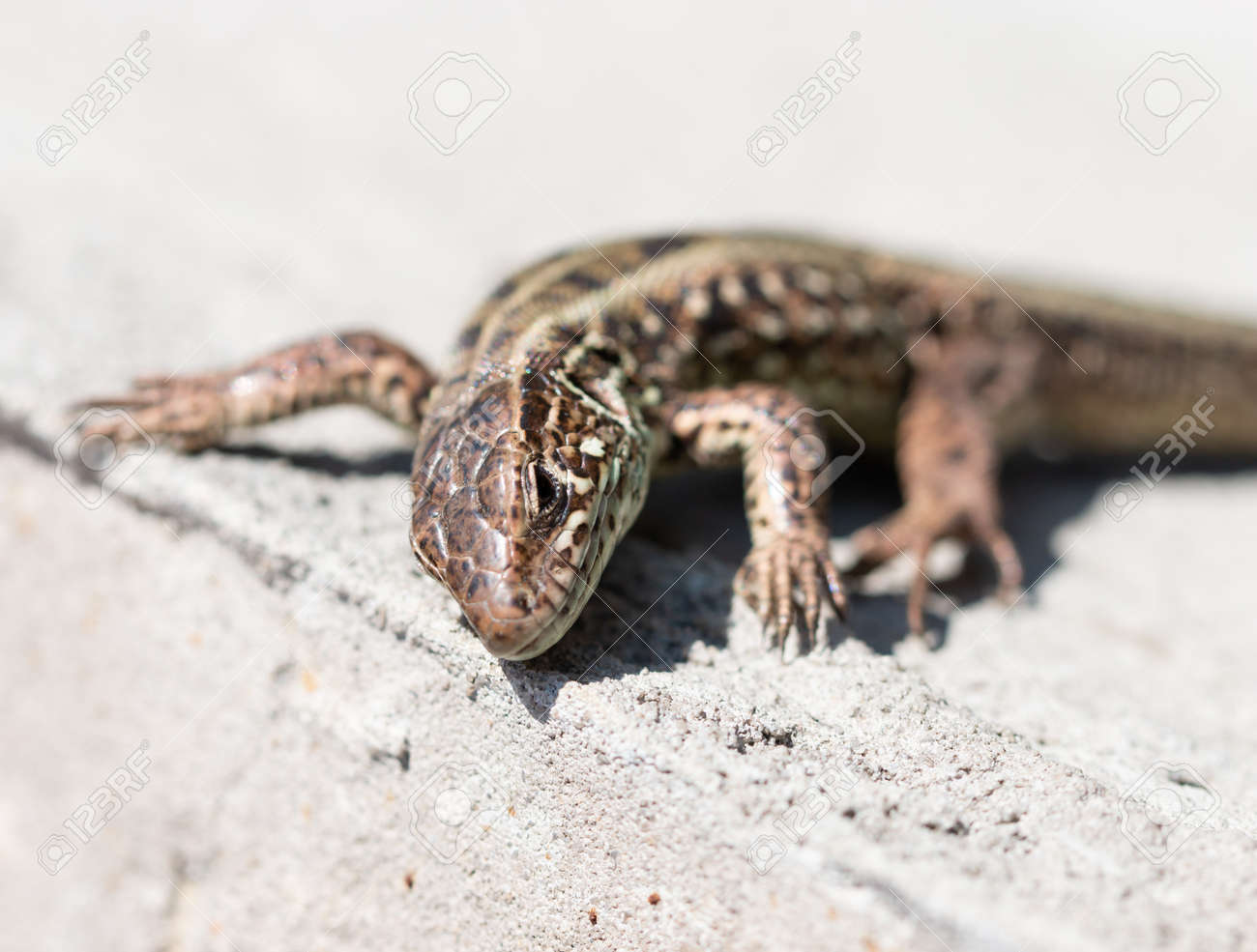 etiam-dictum-ipsum-a-felis