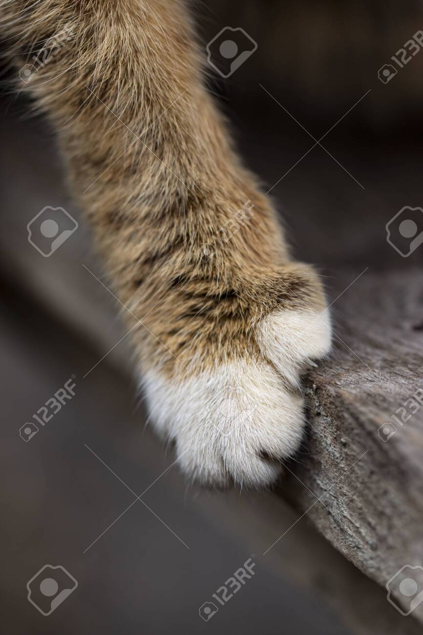 etiam-dictum-ipsum-a-felis