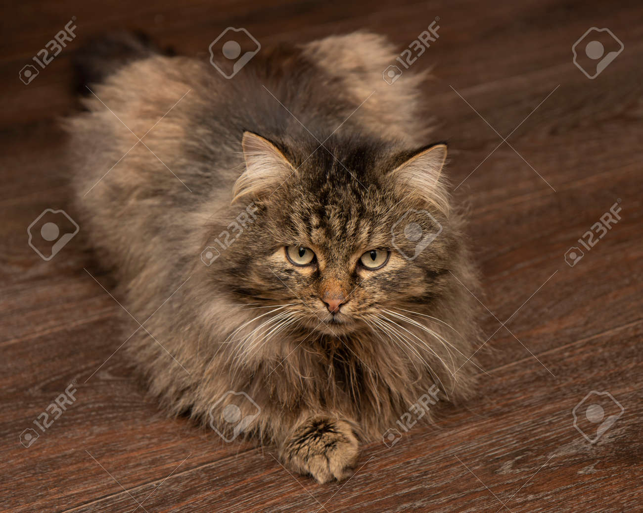 etiam-dictum-ipsum-a-felis