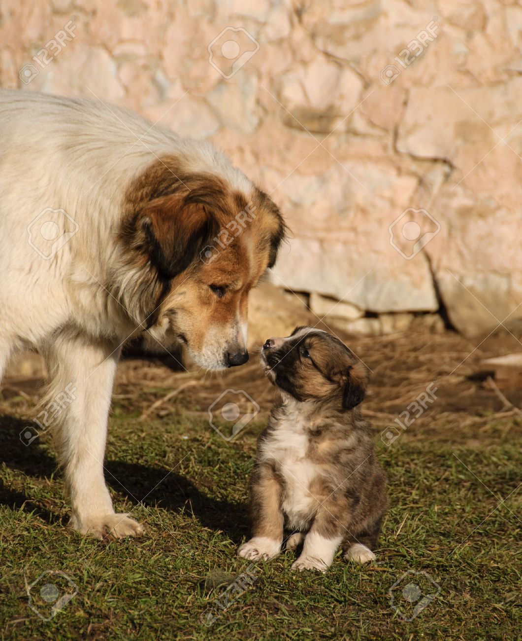bulgarian shepherd dog