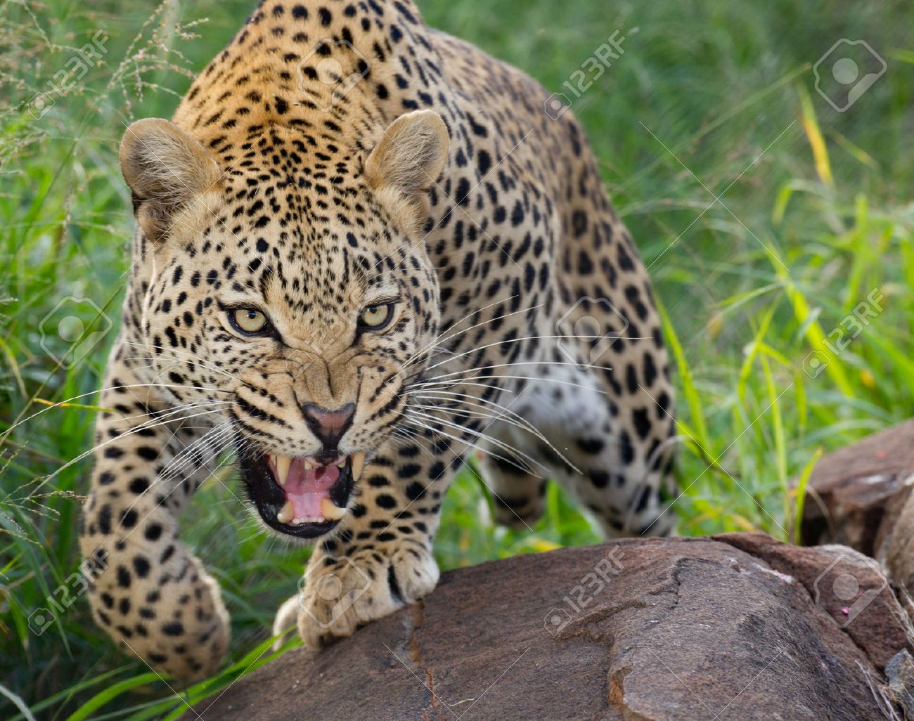 アフリカのヒョウ ヒョウ うなると攻撃的な防御的な方法 南アフリカ共和国で歯を見せて の写真素材 画像素材 Image アフリカのヒョウ ヒョウ うなると攻撃的な防御的な方法 南アフリカ共和国で歯を見せて の写真素材 画像素材 Image