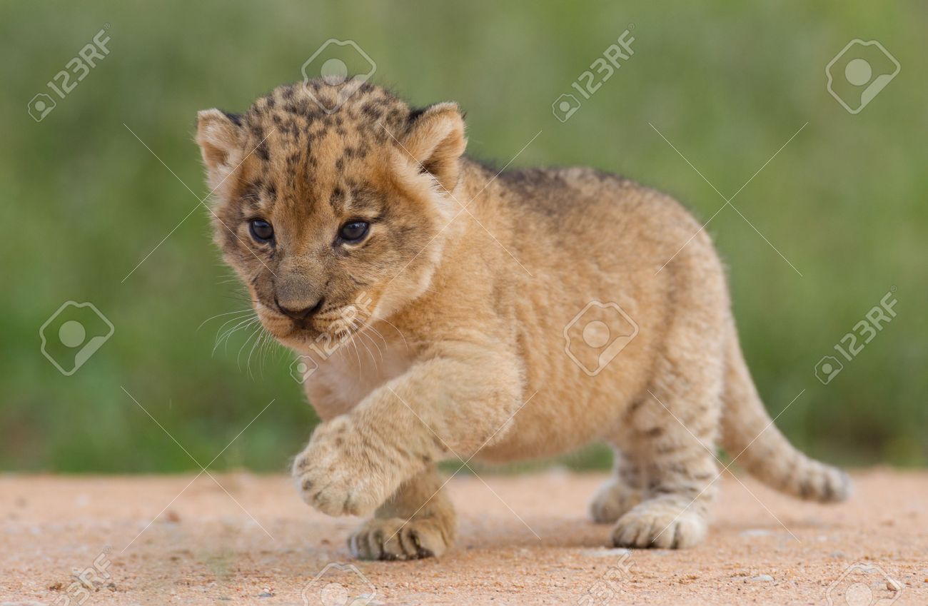 small lion cub panthera leo in south africa stock photo picture
