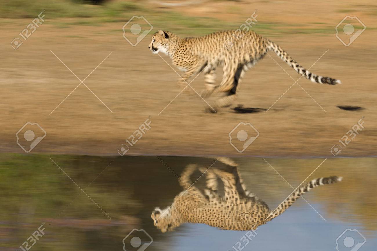 チータは反射 南アフリカ共和国で水の隣に速く走る の写真素材 画像素材 Image
