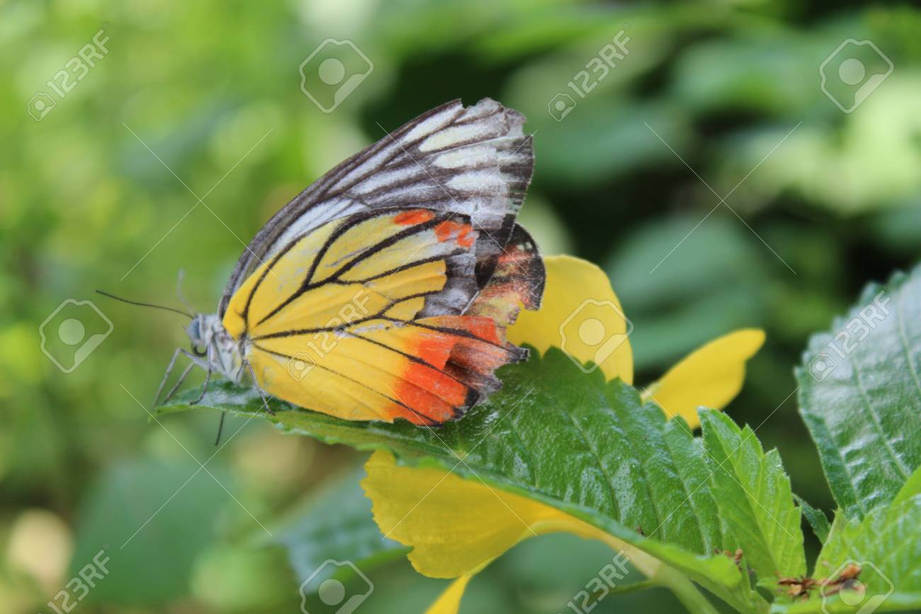 etiam-dictum-ipsum-a-felis