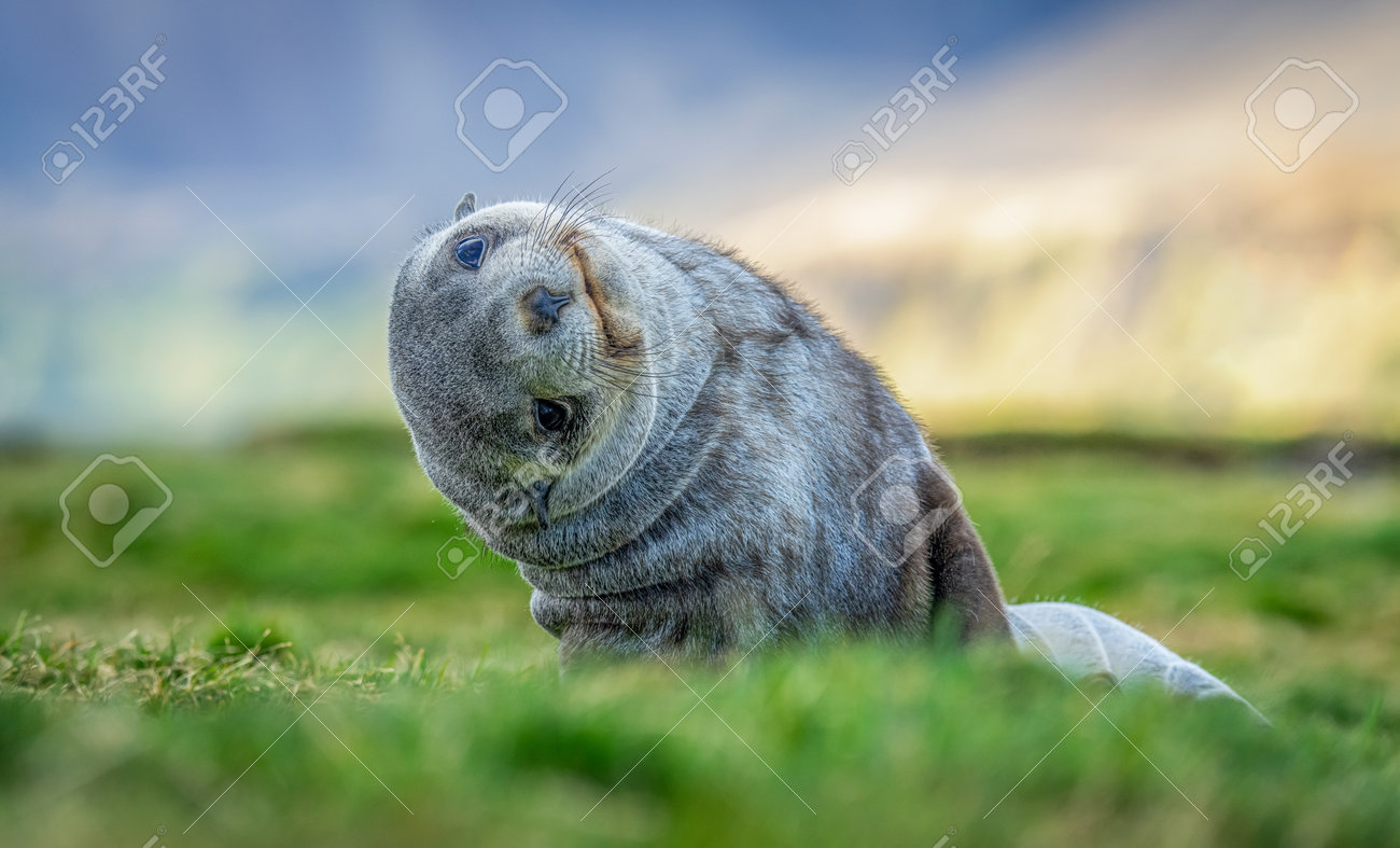 ふわふわのオットセイ ふわふわのオットセイ