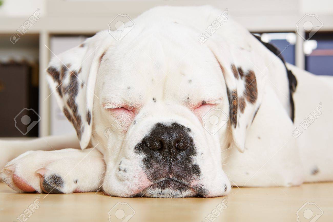 Young Boxer Dog Sleeping With His Eyes Closed Stock Photo Picture And Royalty Free Image Image 18919850