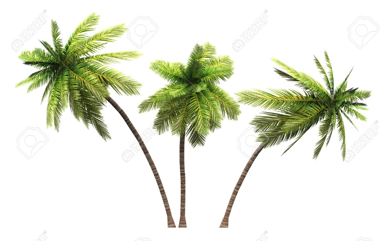 coconut palms 3x 3d isolated stock photo picture and royalty free