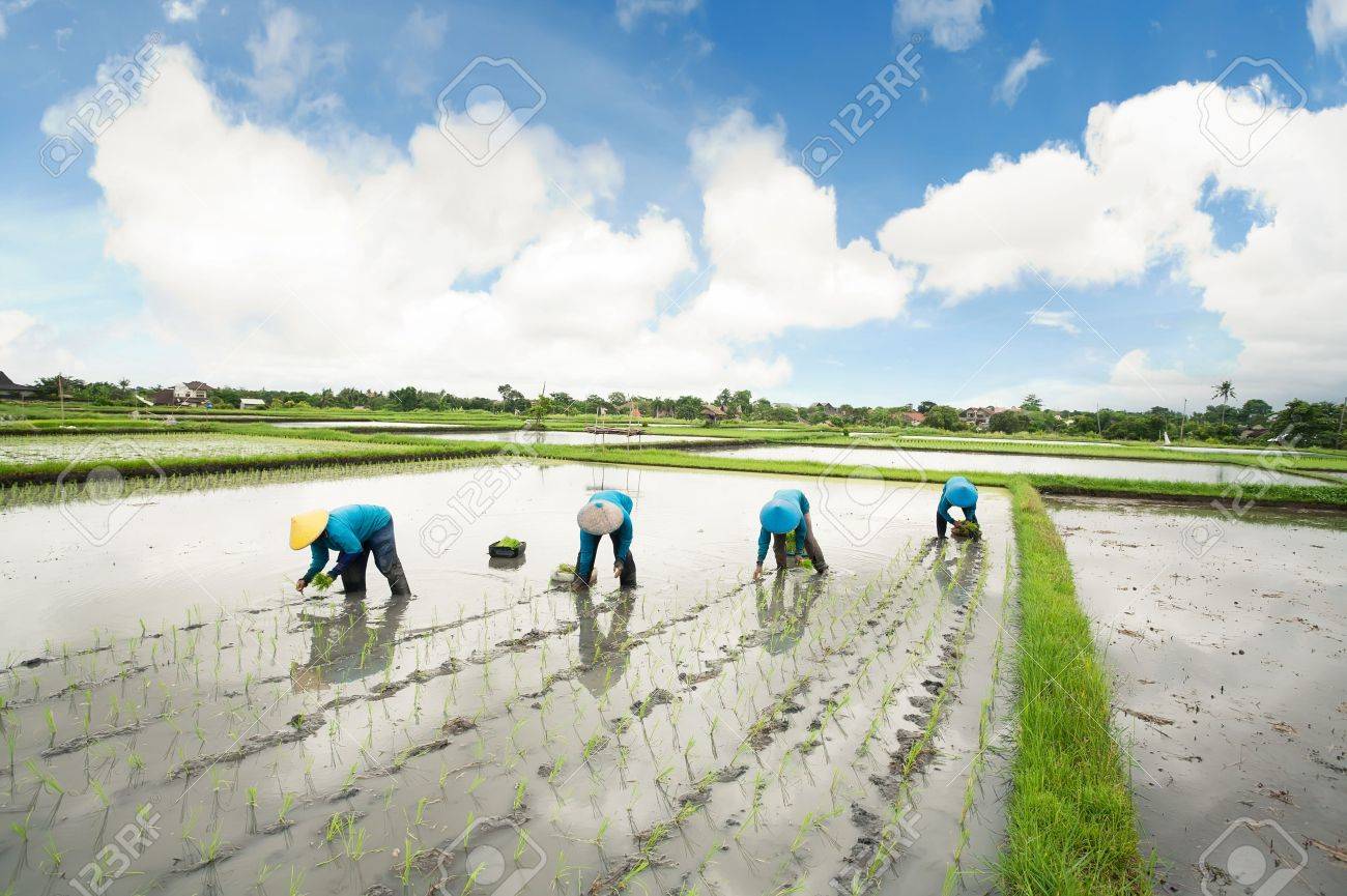 Balinese female farmers planting rice by hands. - 19523509 Balinese female farmers planting rice by hands. - 19523509
