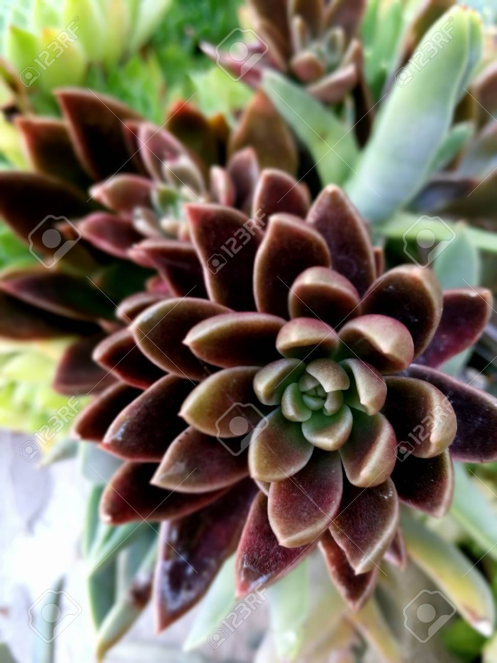 赤い多肉植物 の写真素材 画像素材 Image