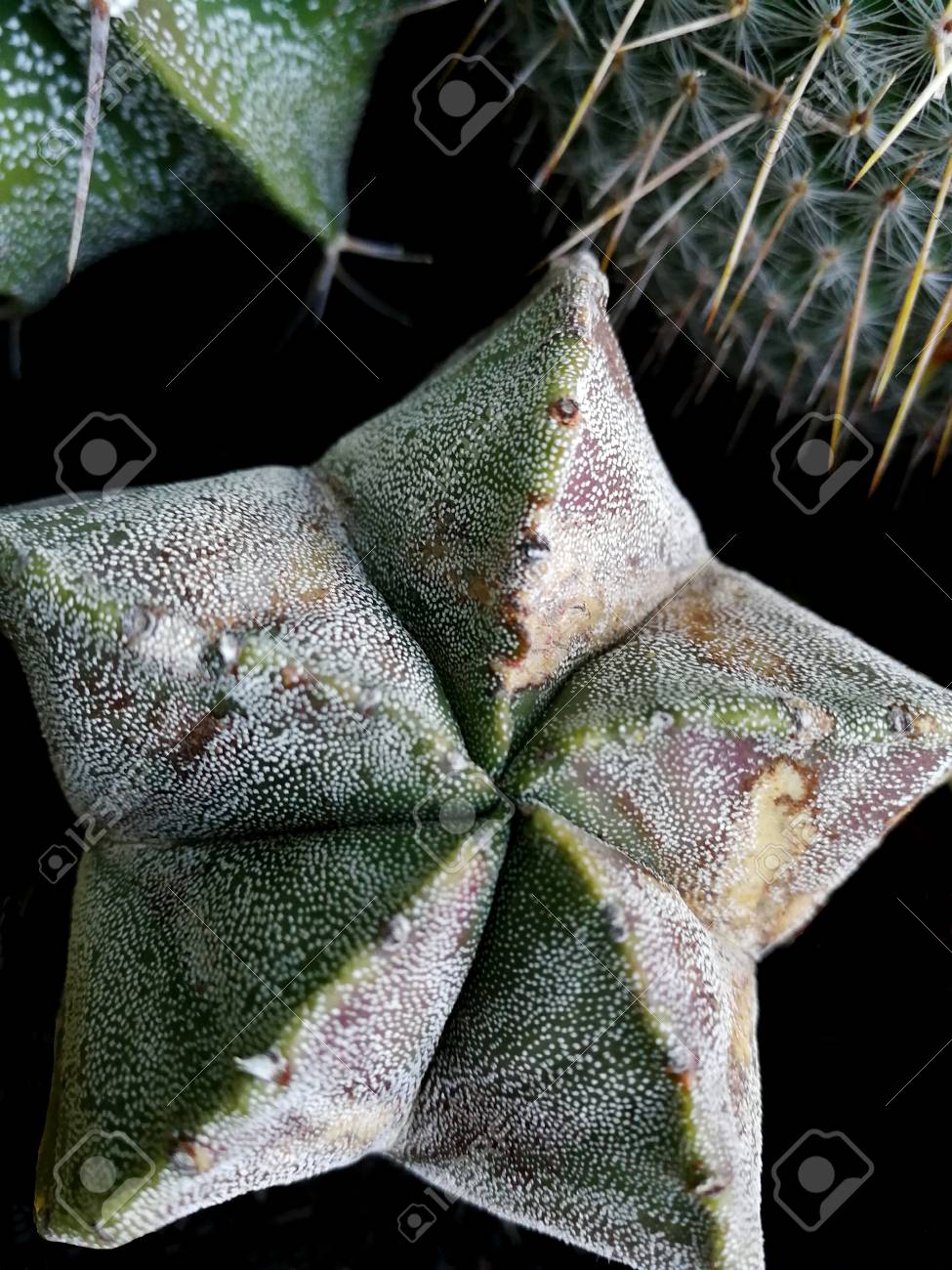 etiam-dictum-ipsum-a-felis